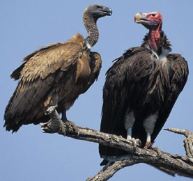 Vultures