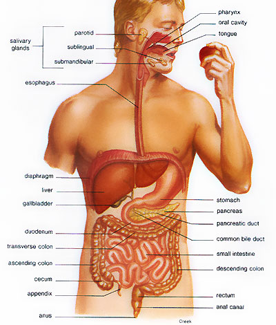 Drawing of the digestive system illustrating the esophagus, stomach, duodenum, pancreas, jejunum, small intestine, ileum, appendix, cecum, ascending colon, transverse colon, descending colon, sigmoid colon, rectum, and anus