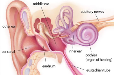 Different parts of a human ear