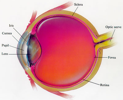 Cross-section of an eye