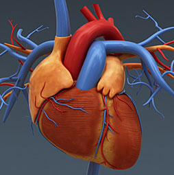 The human heart