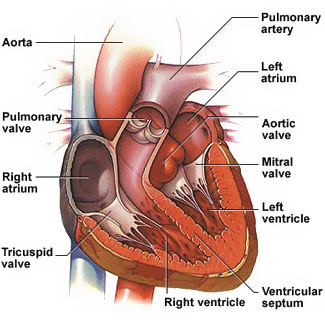 Cross-section of a human heart