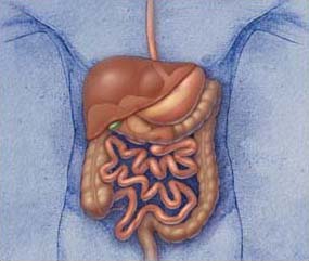 human intestines pictures