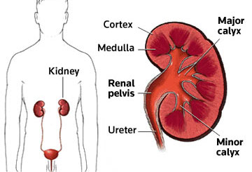 Cross-section of a kidney