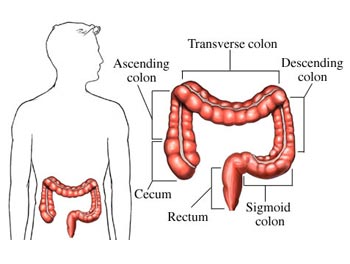 The large intestine