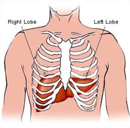 The liver located under the diaphragm