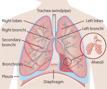 The lungs