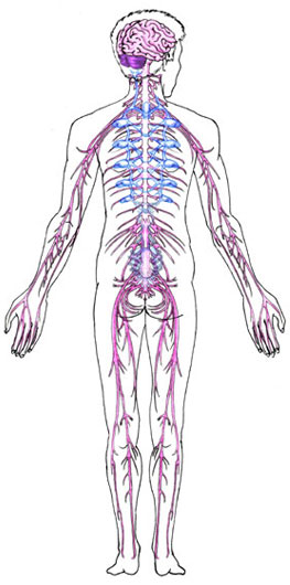 The brain and the nervous system