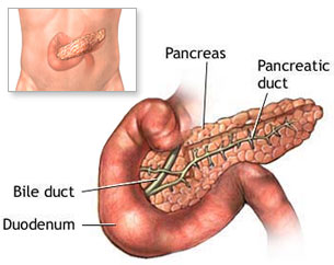 The pancreas