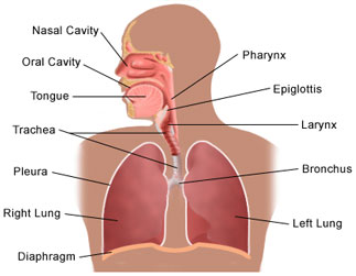 The respiratory system