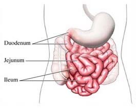 The small intestine