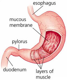 The human stomach