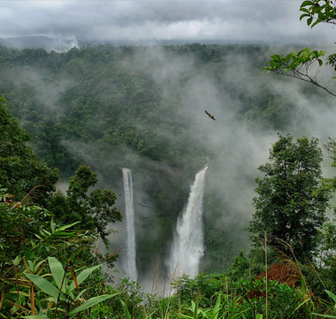 The Amazon Rainforest