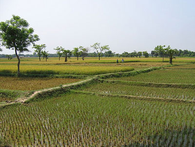 Paddy crop fields