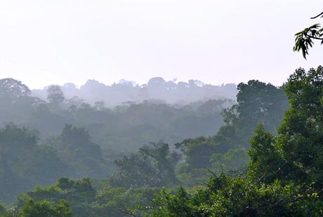 Rainforest in the Colombian Amazon