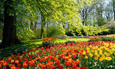 The flower fields of Keukenhof