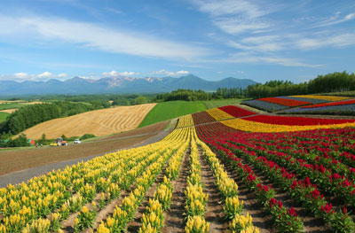 Hokkaido countryside