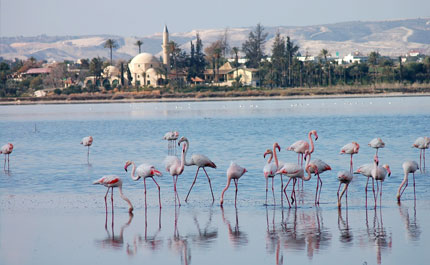 The Larnaca Salt Lake