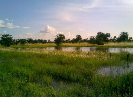 The Orinoco plains (Los Llanos)