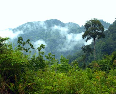Tropical Rainforest of Sarawak