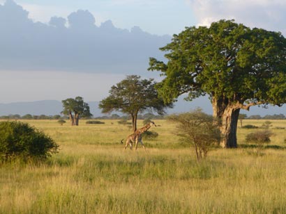 The Serengeti National Park