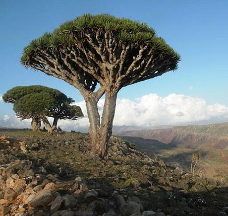 Socotra Island