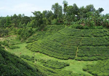 Sylhet tea gardens